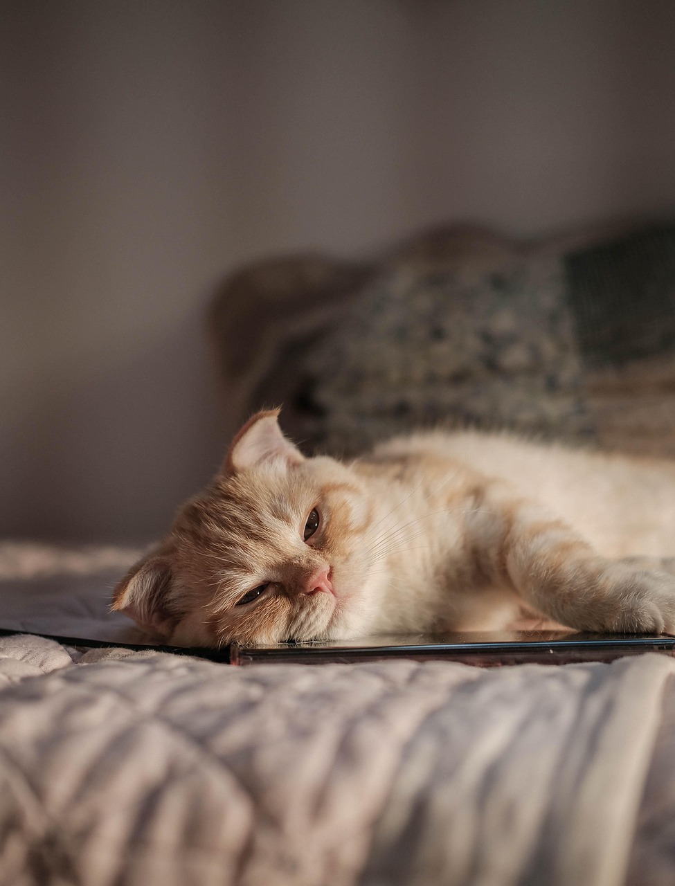 国内旅行におけるWiFiレンタルの比較サイトはどこが最適？