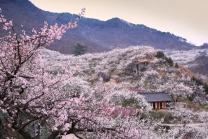 韓国でのWiFiレンタルにおすすめのサービスは？