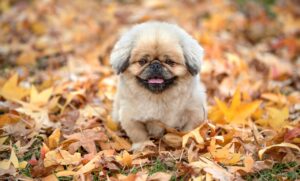 バリ島で安いWiFiレンタルを利用するメリットは？