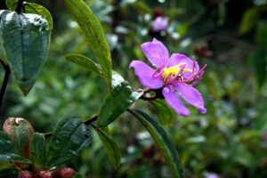 レンタルWiFiとSIMの比較で失敗しない選び方は？